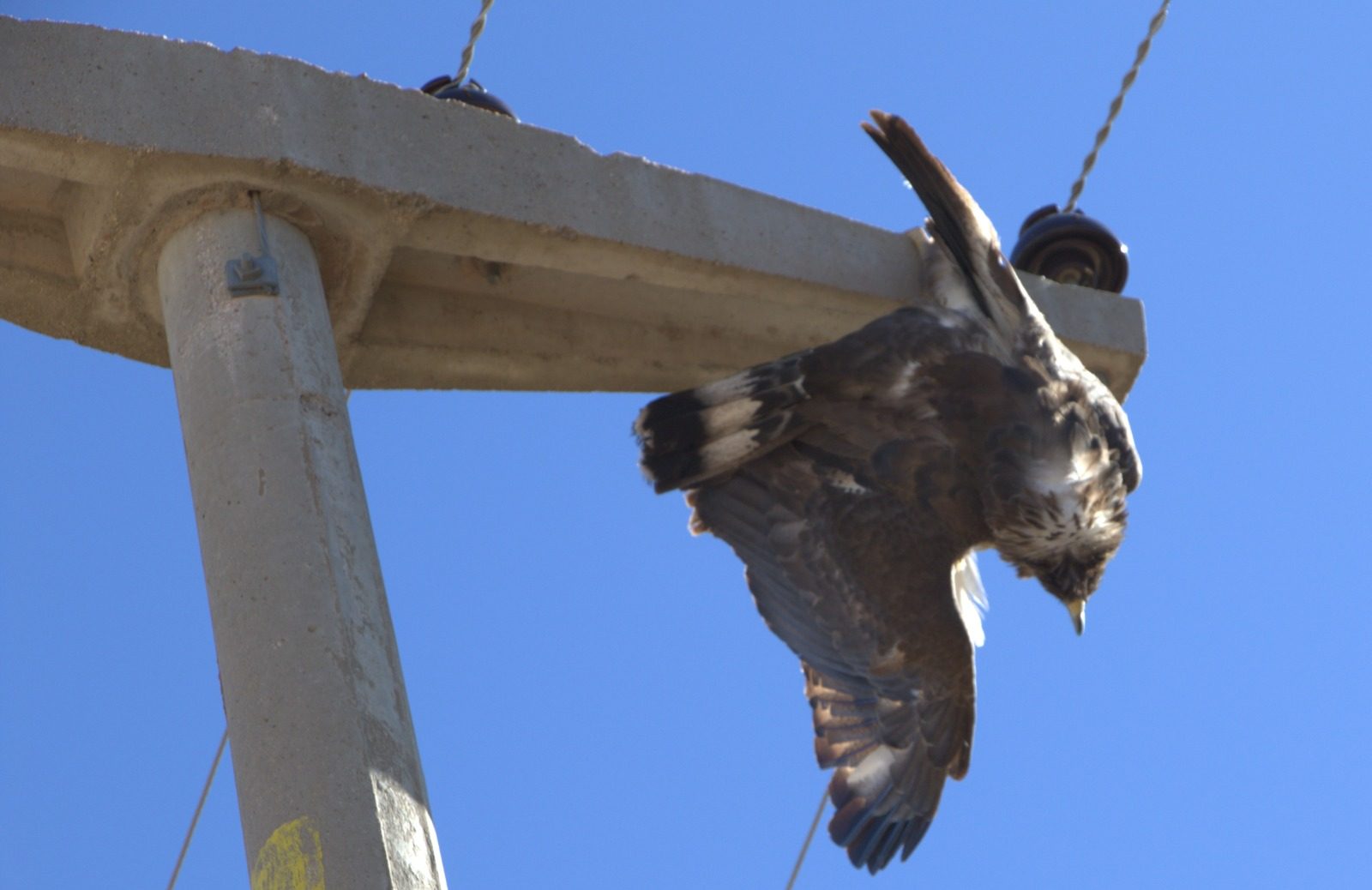 Águila coronada muerta colgando de un poste eléctrico