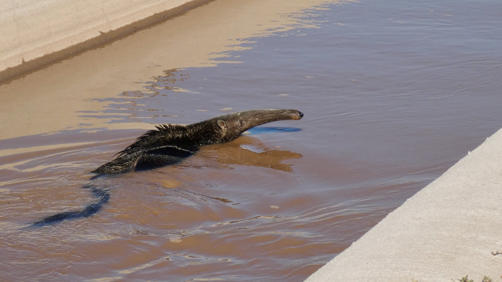 Un oso hormiguero gigante nada dentro del canal, con el hocico fuera del agua