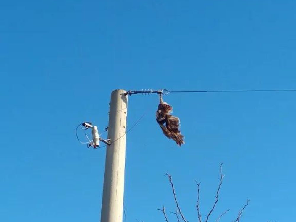 Ave enganchada en los cables de un poste eléctrico