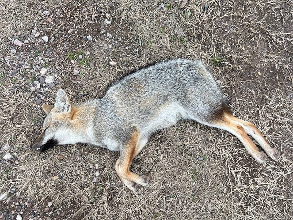 Zorro gris muerto en la banquina