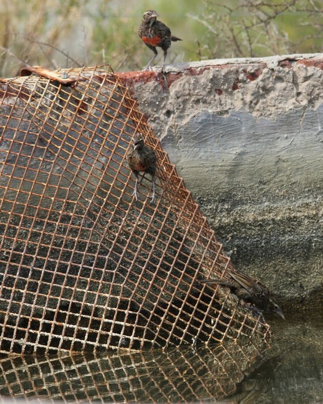 Tres aves posadas sobre la rampa de malla en el borde de un tanque de agua