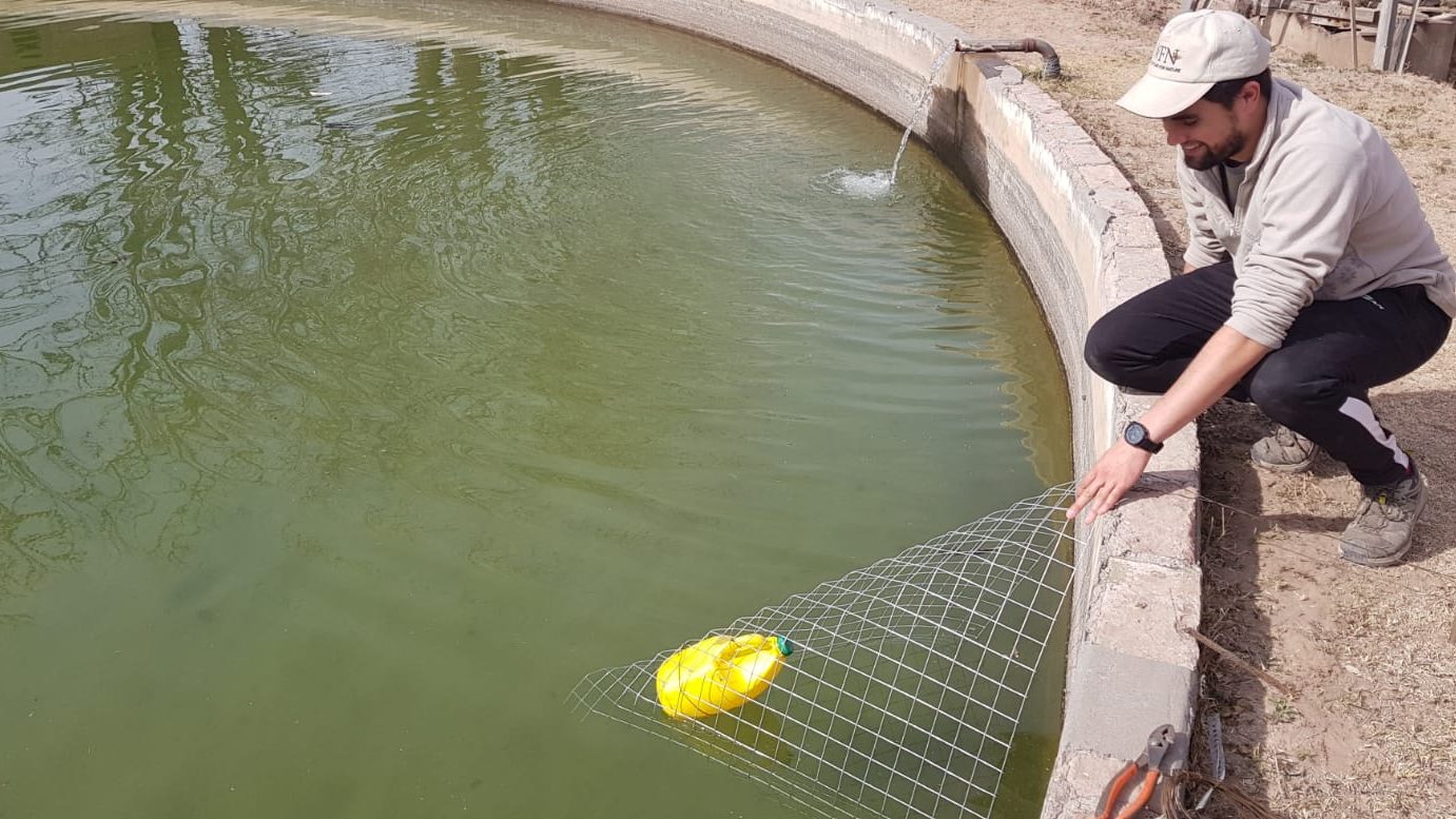 Colocación de una rampa de malla de alambre en el borde de un tanque australiano