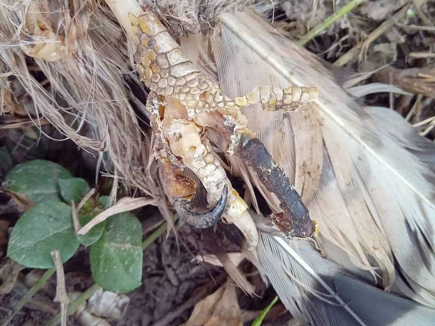 Garra de un ave rapaz con quemaduras de electrocución