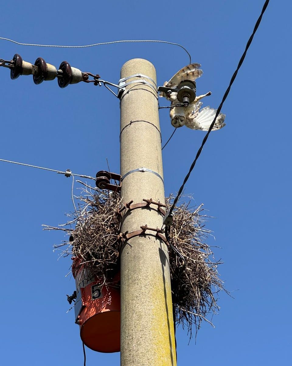 Lechuza de campanario muerta en la parte alta de un poste, sobre un nido construido en la misma estructura