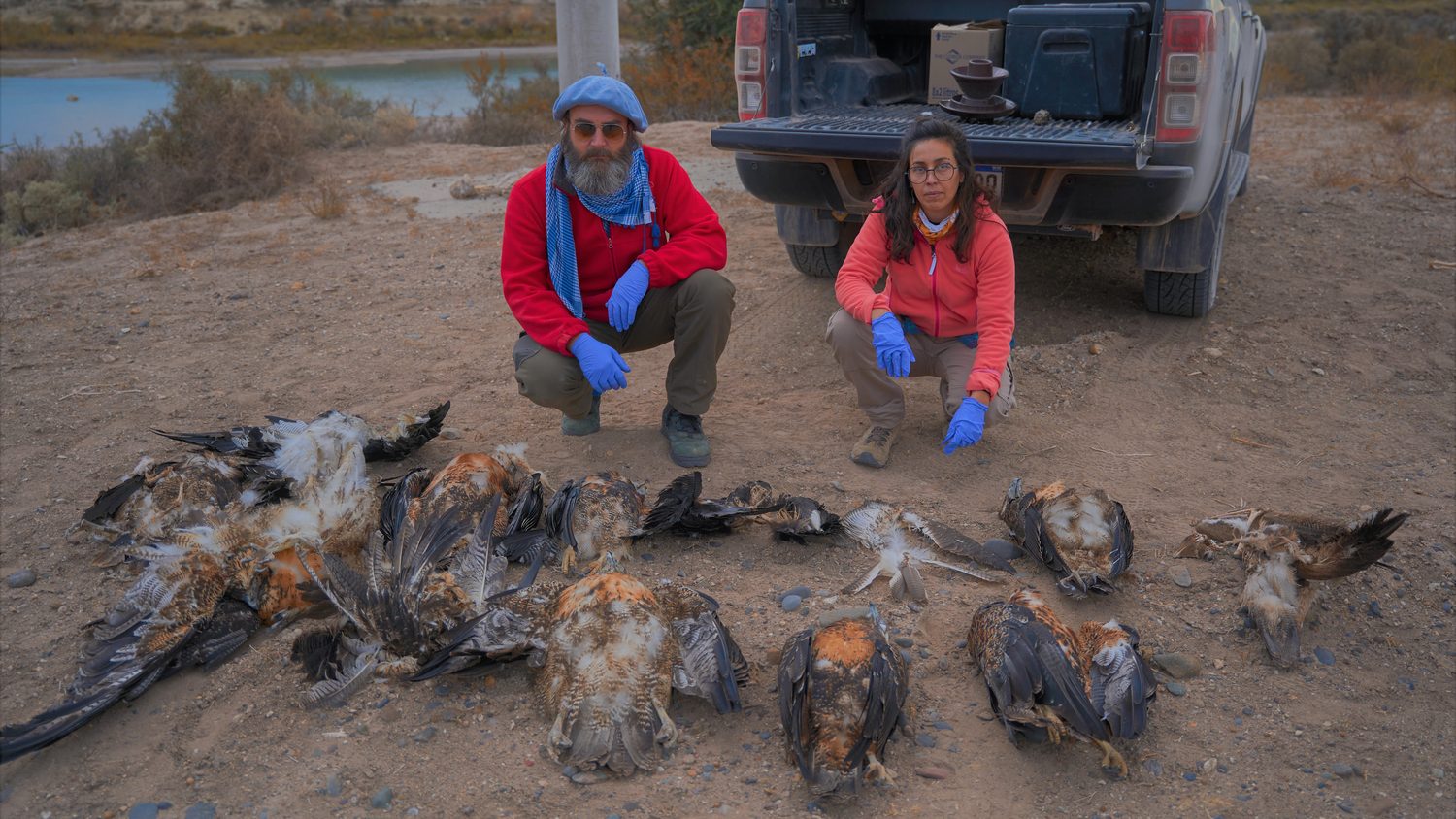 Aves rapaces electrocutadas recogidas bajo un mismo tendido